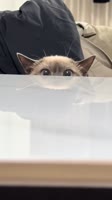 Baby Yoda.mp4