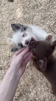0F4D8300E0E98077EFAA6C1FBB85.mp4