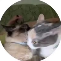 975432025087.mp4