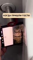 #юмор #кот.mp4