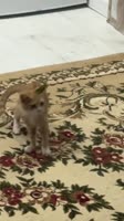 1.mp4