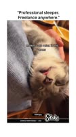 #funnyanimals#funnydogs#funnypetreels#usareels.mp4