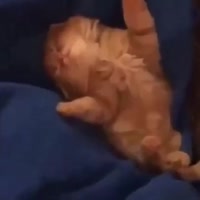 17517100521890.mp4