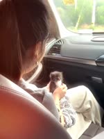 #cute #catsofinstagram #kitten.mp4