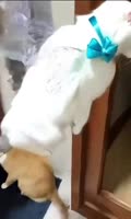 17370183771490.mp4