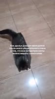 Чучух🧍🏻Котика нашли в тиктоке natalyabogdanova74.mp4