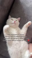 #reels #коты @nikolayanatolievichvasilenko.mp4