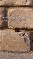 🐝💤.mp4