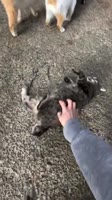 EBENBJx1CATQGWZTpF1jCAII.mp4