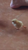 288992.mp4