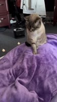 A Squarey ending 💆🏻♀️✨🐱#squarethecat #veterinarian #vettech #vetlife #catsofinstagram #massa.mp4