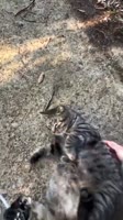 EBENBJx1CATQGWZTpF1jCAII.mp4