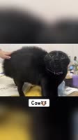 25445264605653790539.mp4