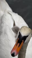 this is so beautiful 🦢🤍 tt- linnkristensen.mp4