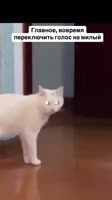 Cz4uDWMY3NzQ2iSpsophFc.mp4