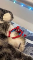 H2COWlskFouantNjGy6MIfuGP0.mp4