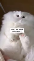 38yHvggi7O0Lailg7iv9Wg.mp4