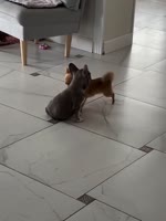 urZfLzb8i50CJlBFD5c6EQJN.mp4