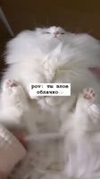 38yHvggi7O0Lailg7iv9Wg.mp4