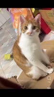 bemaniYzGt0gvC7PHWYs.mp4