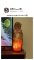 The secret of orange cat energy🍊#foryou #fyp #cat #catsofinstagram #cats #catlover #catlife #ca.mp4