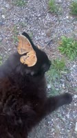 Shes one with the nature tiktok- swaebeats616#catsofinstagram #catlover #catlife #meow #instaca.mp4