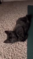 cleocatrapuss.mp4