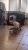 Throwback 1 year ago 😺 #skateboardcat #ragdoll #kitten #smartcat #coolcat #cutestkittenever.mp4