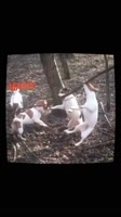 NCDMWieaznVUcYWMImUrI-H2HN.mp4