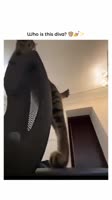 9202981.mp4