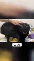 25445264605653790539.mp4