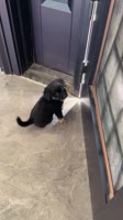 4579009.mp4