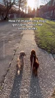 They let me tag along because I have thumbs 👍🏼 #gossip #teatime #meangirls #dog #dachshund.mp4