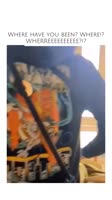 Where have you been Where! WHERREEEEEEEEEE!!@cutperfectlyy ❤️ #cat #rescue #cats #kitty #kitten.mp4