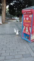 #seagull #cat #istambulcats(For licensing or usage, contact licensing@viralhog.com).mp4