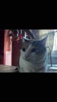 753269779101804470298.mp4