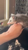 ssstwitter.com1754487153745.mp4