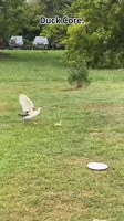Cute and intersting duck 🦆 #Cute #Duck #Wildlife #Nature #SwimmingDuck #PondLife #AnimalLovers .mp4