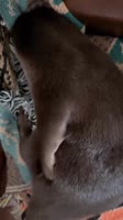 yq8gTsqkmQLBN0F4MdpCtDlYx3rT8.mp4