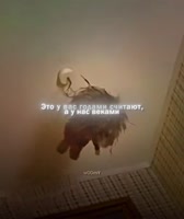 983773.mp4