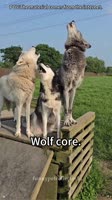 funnypetcollector52025-08-18-23-18-261755548306712.mp4