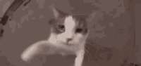 кот-поцелуй.gif