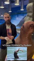 .mp4