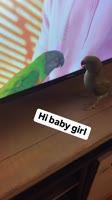 Before Beaker met Tink! #funnyanimals #cuteanimals #talkingbird #talkingparrot #parrot #babyanimals.mp4