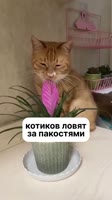 7889305668317.mp4