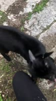 17181727560433.mp4