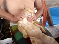 The Cat Masseuse Thai Cat Massage Mastery.webm
