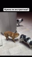 AQPNaOZmWRMN8O7BFrtLI2WEBV9fI.mp4