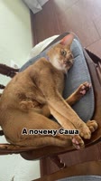 sssgramMLP6CHY71W2025-05-26-22-13-22.mp4