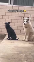VID20250609090009254.mp4